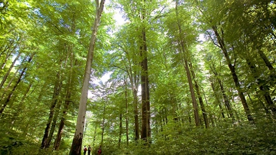 Ambiente y Seguridad trabajan de manera cooperativa para proteger los bosques