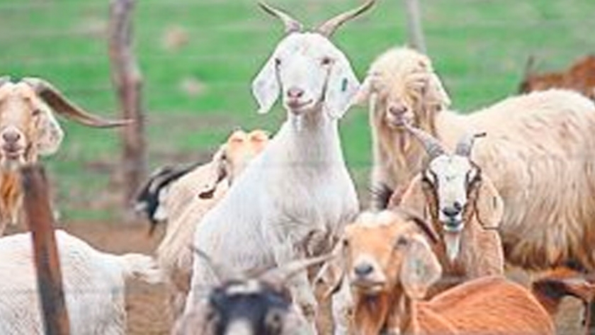 Agricultura declaró la emergencia agropecuaria en la provincia de Mendoza