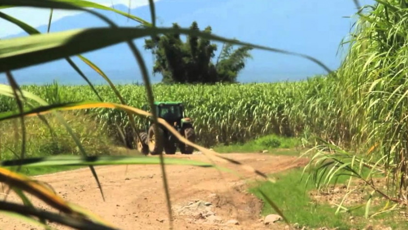Entregan caña de azúcar a los pequeños productores