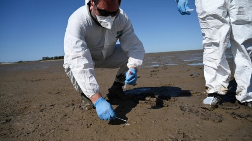 Influenza aviar: nuevas estrategias de detección en aves silvestres