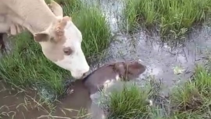 La inundación golpea a la ganadería correntina: Hay campos totalmente bajo el agua, donde las vacas paren y los terneros mueren ahogados