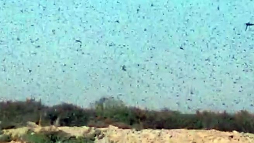 Santiago del Estero ante el peligro de una invasión de langostas