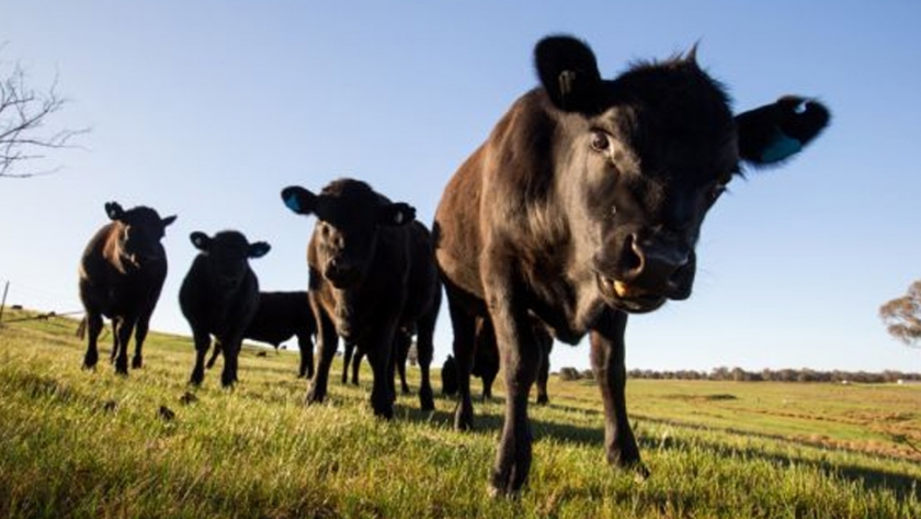 Señales positivas para la agricultura australiana a pesar de la caída de los precios y los vientos en contra del comercio