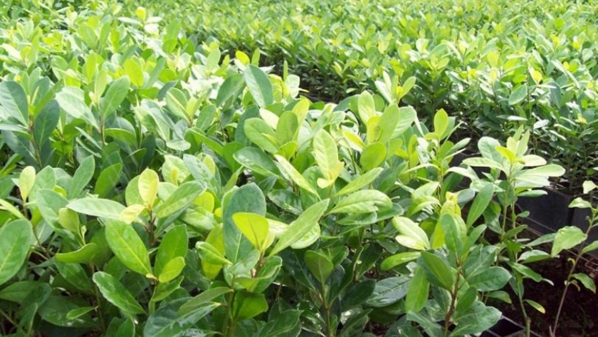 El precio de la materia prima de la yerba mate 