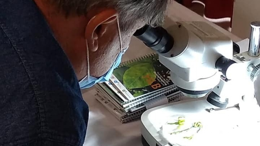Población atenta a los síntomas del HLB