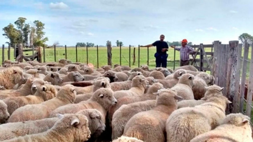 La Argentina exportará carne ovina con hueso congelado a China