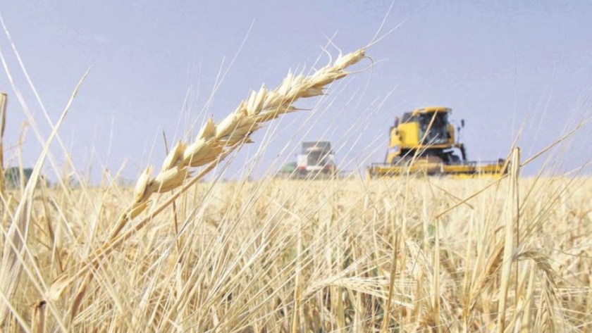 Cosecha de maíz arroja buenos rendimientos, pero preocupa el desarrollo del trigo