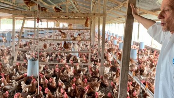 <Bernardo Kojic nos explica la movida de las gallinas felices: Las multis ya piden en Argentina huevos libres de jaula