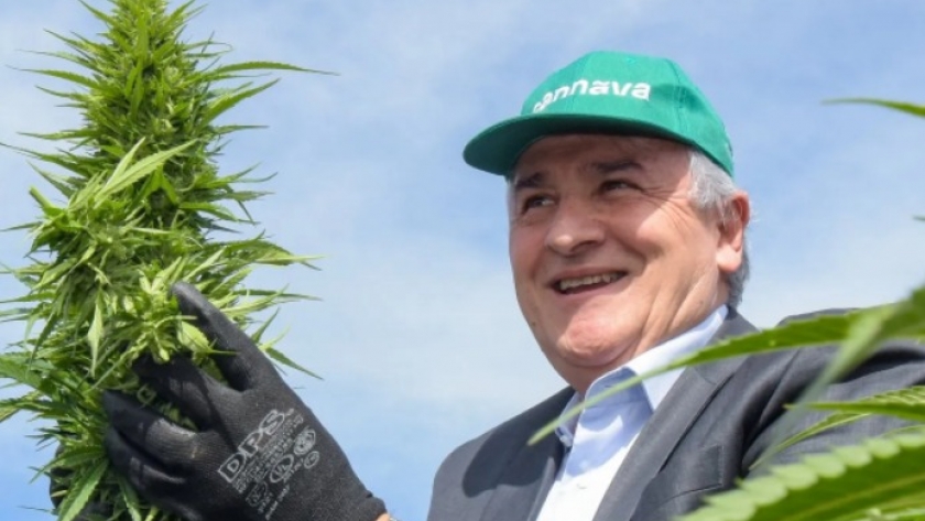 Destacan a Jujuy como polo de producción de Cannabis Medicinal en Argentina