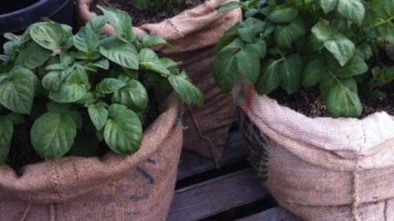 Huerta en bolsas: la última tendencia para cultivar tus propias verduras de forma fácil y económica