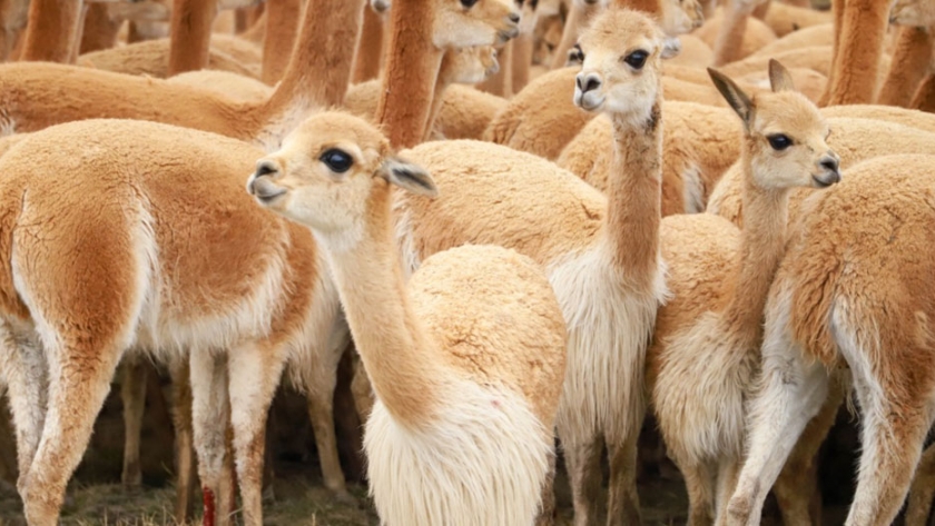 Vicuña: Perú exportó fibra por un valor de 3 millones de dólares el 2019