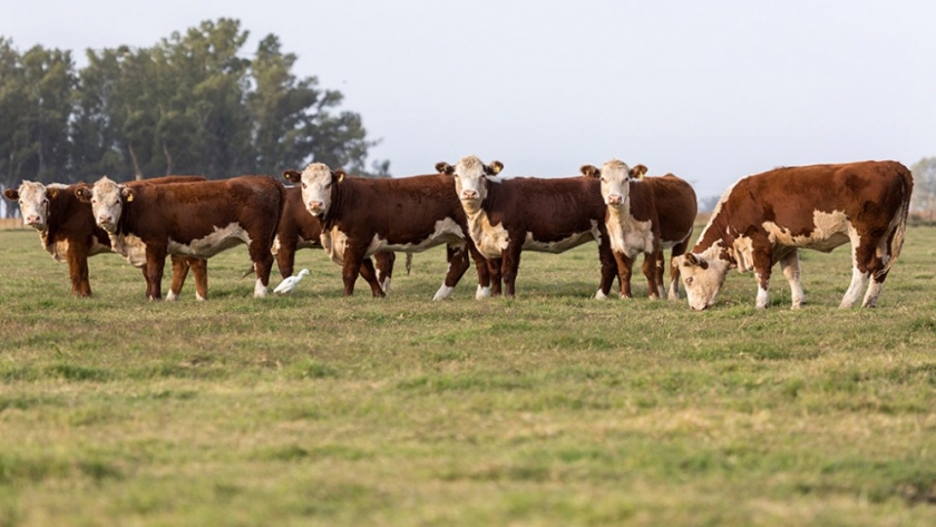 Estrategias para enfrentar la sequía en planteos ganaderos de carne y leche
