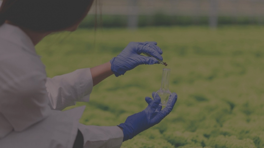 Cómo es el bioinsecticida a base de azúcar que ganó como tecnología del año en agricultura orgánica