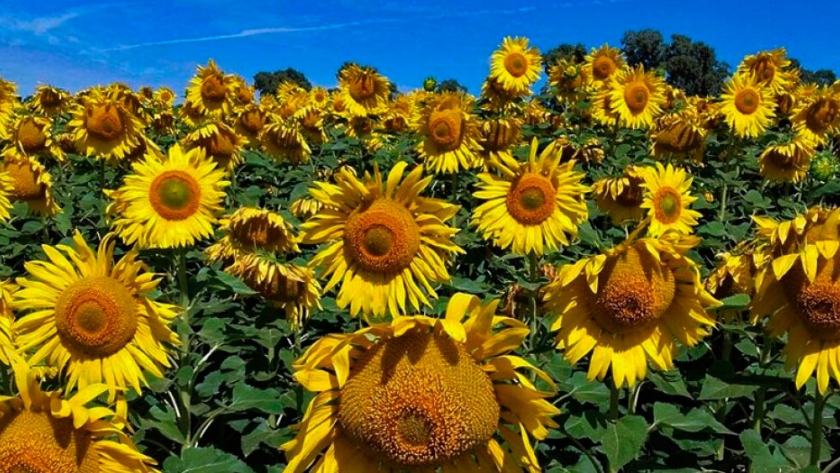 Por falta de humedad, se detuvo la siembra de girasol en Santa Fe |  