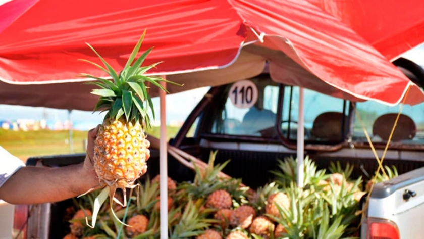 Proponen elevar la producción de ananá en invernaderos