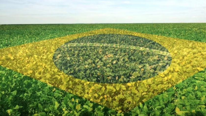Brasil va por más: crece la siembra de soja en 2025/26 pese a dudas en China y la gripe aviar