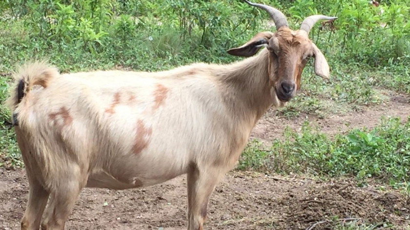 CEDEVA entregó animales de excelente genética a productores de la zona oeste