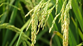 Mejoramiento de la competitividad en la producción de arroz
