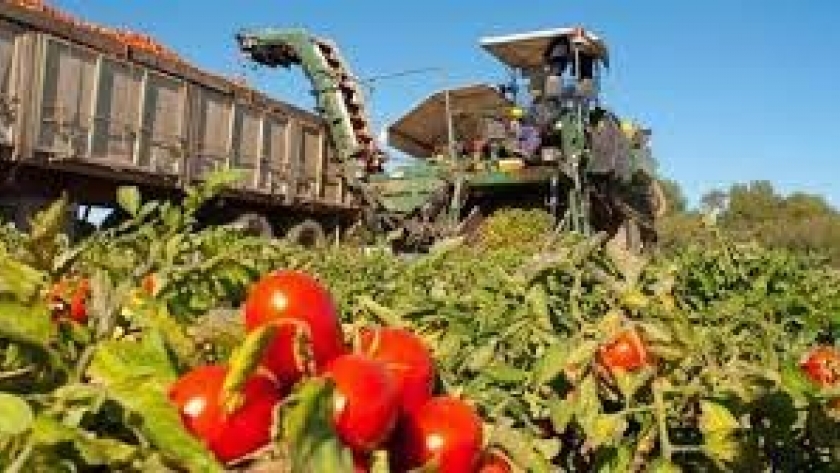 El INTA realizará el dia de campo del Tomate para Industria