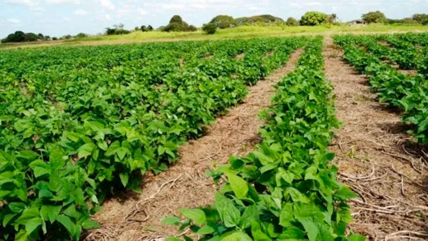 Especialistas exponen beneficios de los agroecosistemas