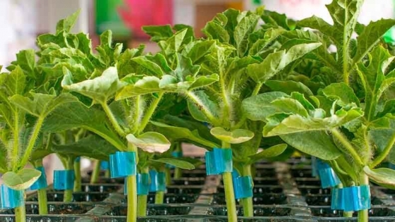 Las hortalizas injertadas se presentan como una alternativa productiva sustentable