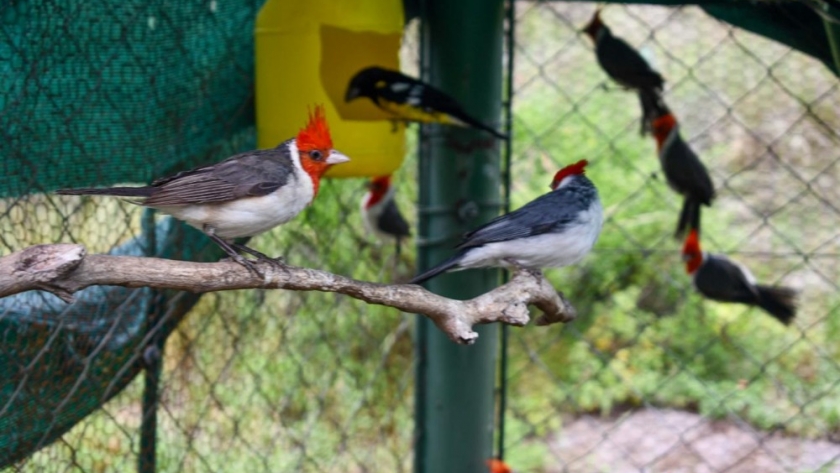 Arribaron desde Mendoza, 37 aves canoras para concluir su recuperación