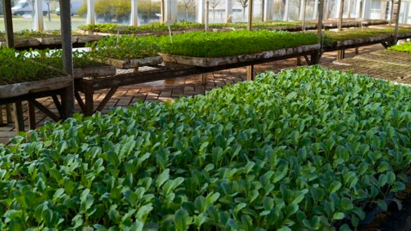 Crean un Plan Estratégico para promover la producción orgánica de alimentos