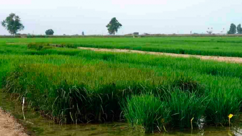 Las plantas de arroz en simbiosis con un hongo se vuelven más resistentes