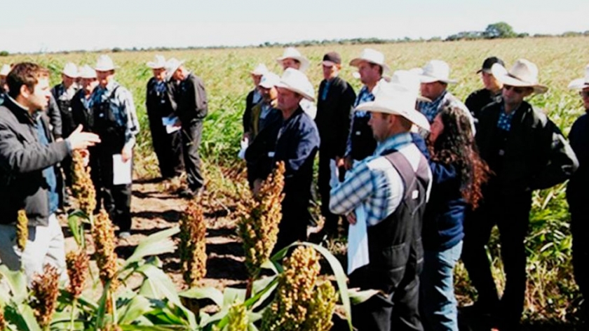 Sorgo: alternativas para su expansión en el NEA