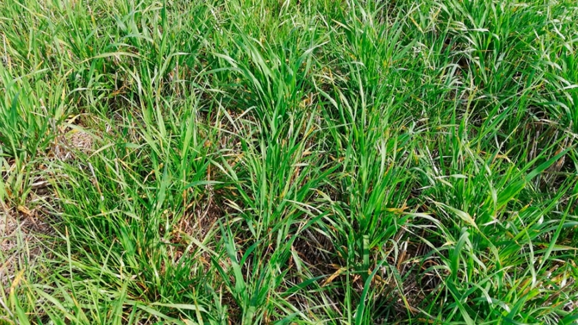 Raigrás, un banco que crece