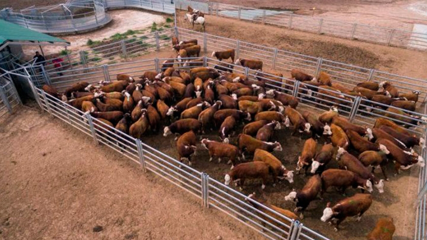 Bienestar animal: los secretos de la manga