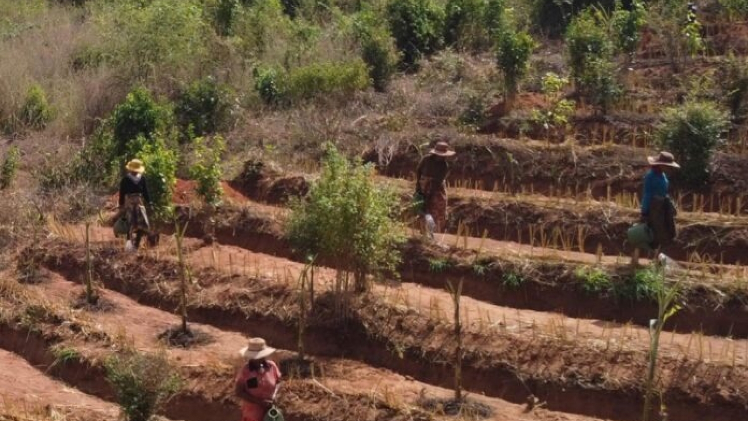 Restauración de bosques: el desafío global hacia 2030