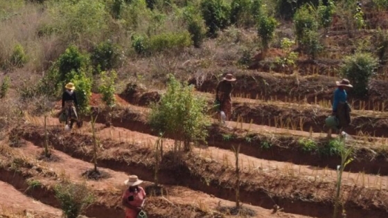 Restauración de bosques: el desafío global hacia 2030