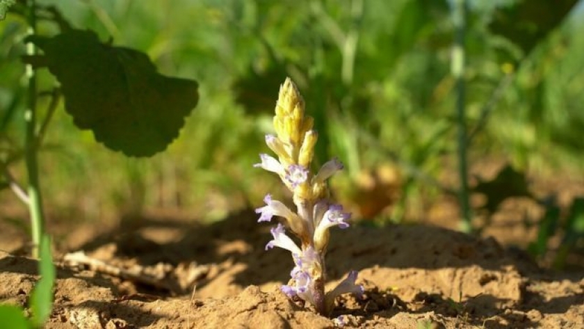 Jopo, una planta invasiva que amenaza al girasol