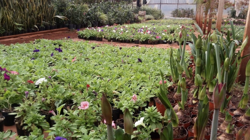 Modificaciones para la emisión del Documento de Tránsito Vegetal electrónico