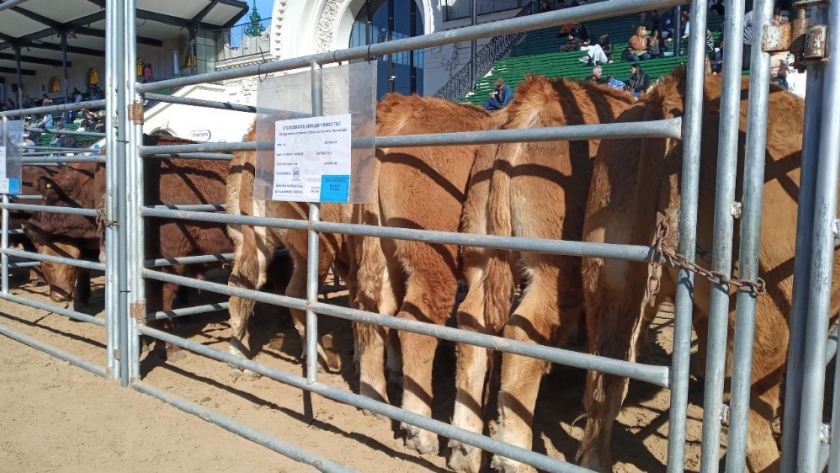 El lote campeón Limousin del Concurso de Novillos  promedió los 535 kilos por animal y marcó un muy buen precio