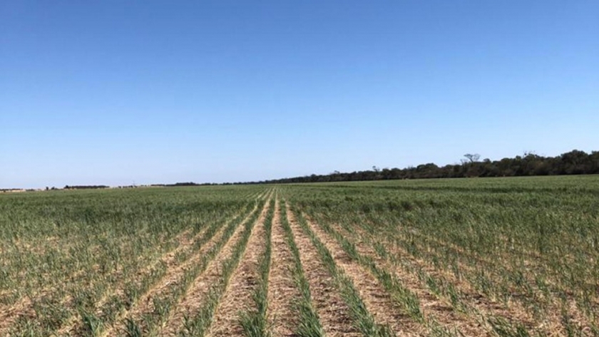 Por gestiones de la provincia, se declaró la emergencia agropecuaria para Misiones