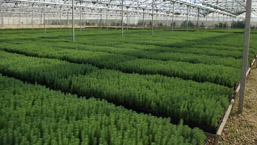 Producción de plantines forestales en vivero