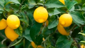Cómo una fertilización balanceada le suma kilos y calidad al limón