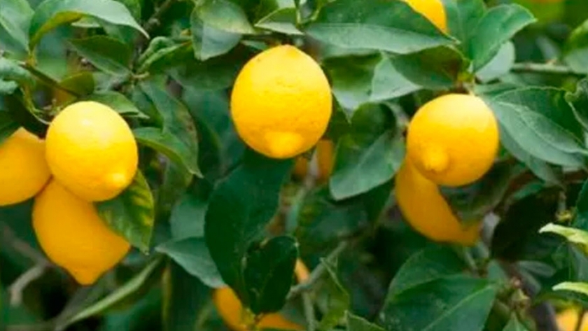 Cómo una fertilización balanceada le suma kilos y calidad al limón