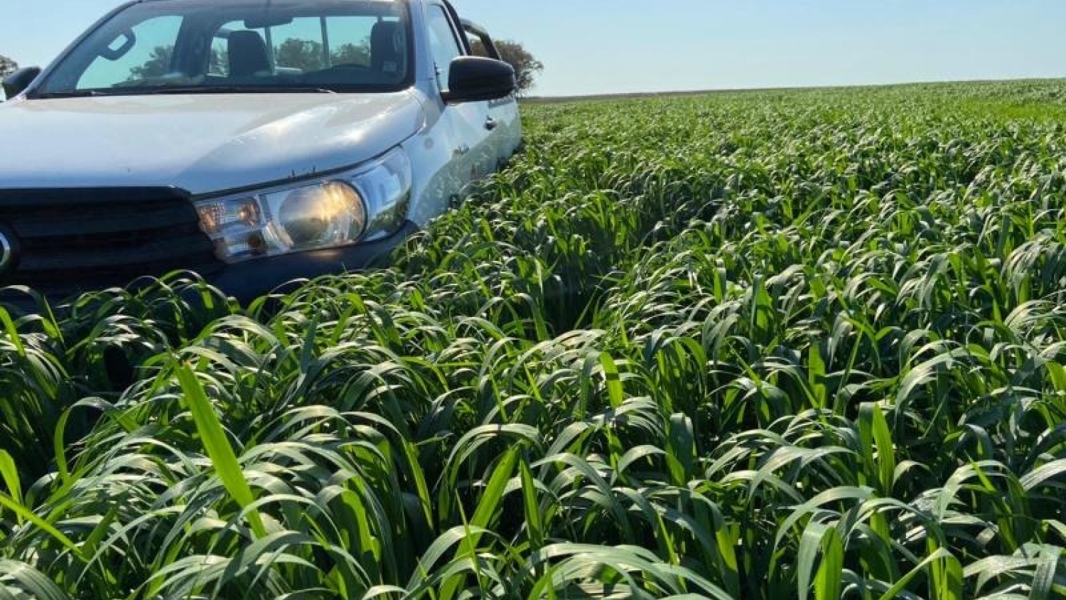 Una avena que redefine el rendimiento forrajero: presentan la variedad Camila INTA
