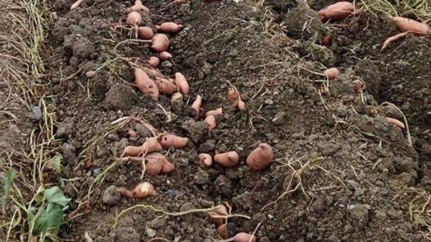 El mercado de granja con más oferta de frutillas y mayor demanda de boniatos