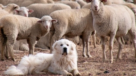 Pastor de Maremma, un perro que protege a las ovejas