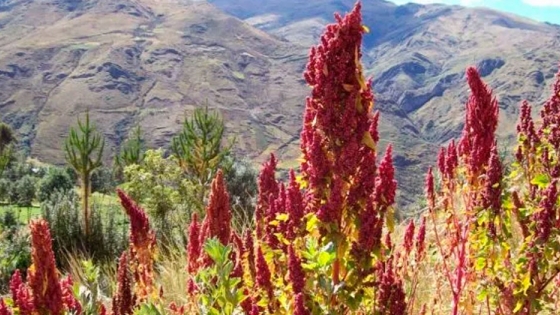 Tucumán y Canadá ven la posibilidad de cultivar quinoa en el espacio