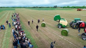 Producción de alfalfa en Chaco: calidad y oportunidades de negocio