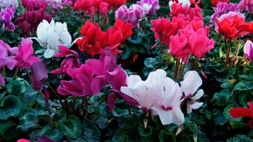 Adaptarse para seguir siendo floricultores