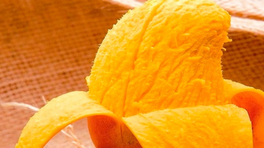 Jalisco se reta a producir nueva variedad de mango para exportación