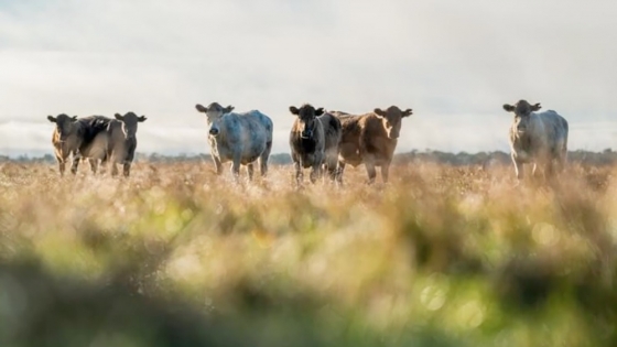 Ganadería regenerativa: un programa de carbono ya distribuyó US$1,2 millones entre productores