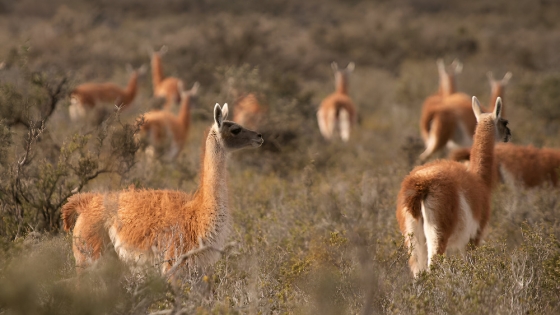 Guanacos vs. ovejas: el conflicto ambiental que amenaza la producción ovina en la Patagonia