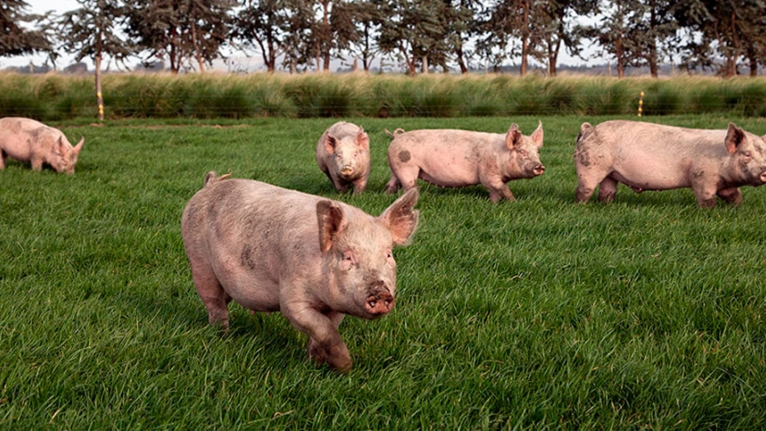 Acuerdo porcino con China: ya se conocieron los primeros detalles productivos